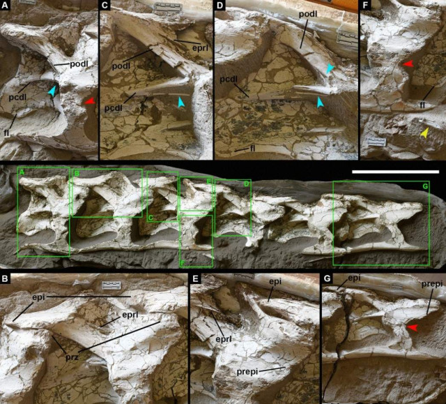 Шийні хребці Silutitan sinensis 
